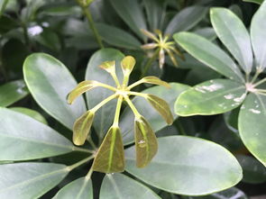 六朝旧事随流水,六朝旧事随流水谁的诗句原文跟译文是怎样的