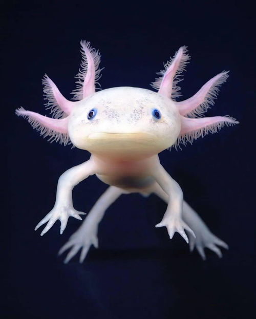 六角恐龙鱼,六角恐龙鱼怎么养？