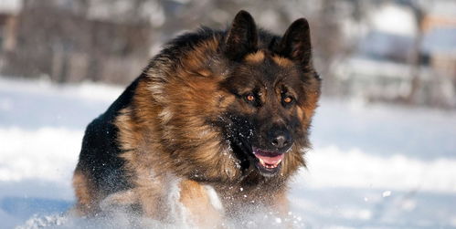 其一犬坐于前,蒲松龄的《狼》一狼假寐，犬坐于前那个，全文