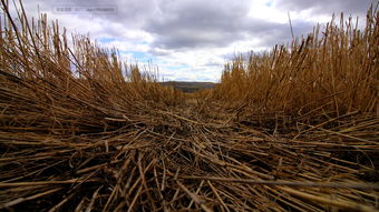 内蒙古草原上的芨芨草最高可达,内蒙古草原  的  芨芨草 最高可长