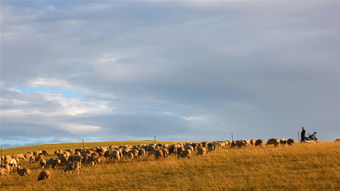 内蒙古草原的自然风光和民族风情,内蒙古呼伦贝尔大草原的位置自然风光和民族习俗