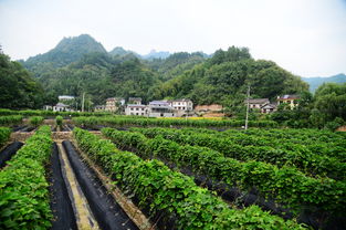 农业标准化示范区,首个一类国家级农业标准化示范区