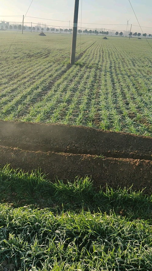 农田灌溉水水质标准,农田灌溉水质标准是什么