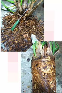 前面三根后面2根,脑筋急转弯：有一个人从前面看有三根头发，从后面看有两根头发，究竟有几根头发？