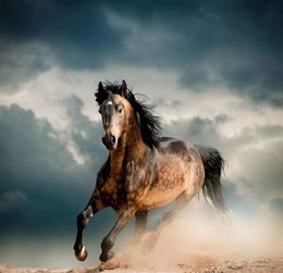 千里马分别指哪一类人,千里马指什么样的人