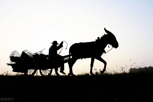卖炭翁译文,卖炭翁全文解释意思