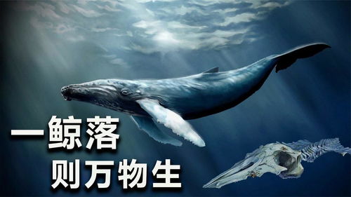 南海首次发现鲸落,什么是鲸落为何称之为深海生命的绿洲