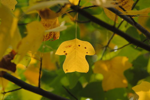 南湖秋水夜无烟,“南湖秋水夜无烟，耐可乘流直上天”出自哪里？求原整首诗句。