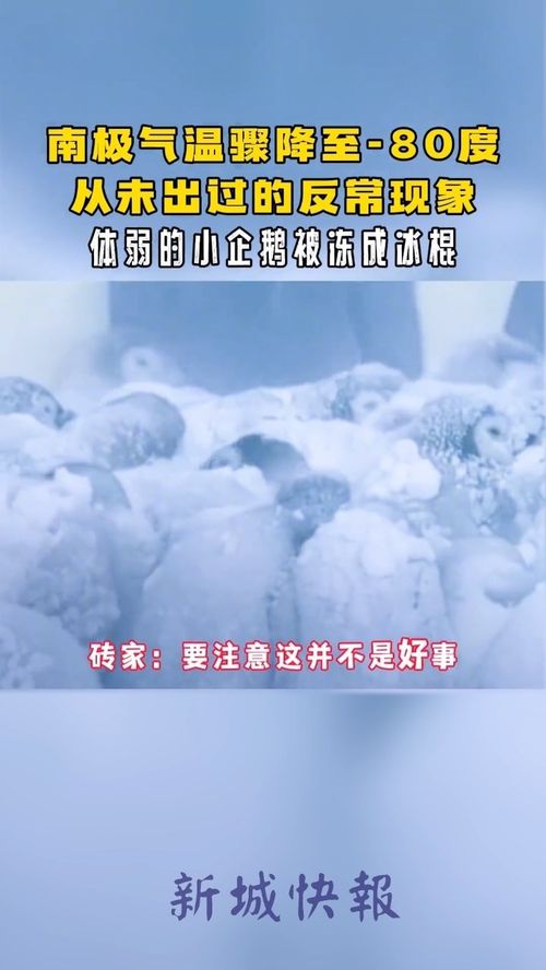 南极温度,南极温度