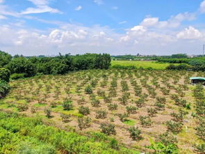 卢橘杨梅是什么水果,苏轼的诗“卢橘杨梅次第新”中的“卢橘是指什么水果？
