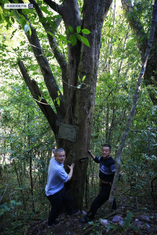 哪一种树被称为活化石,哪种树被称为活化石