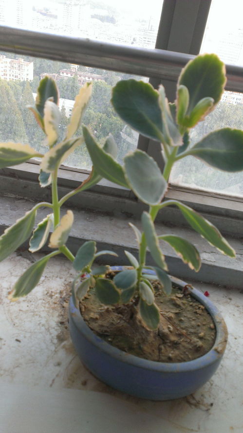 哪种植物先开花后长叶,有哪些植物是先开花，然后再长叶子的？