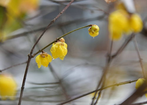 墙角数枝梅的作者,墙角数枝梅，凌寒独自开。的作者是谁？