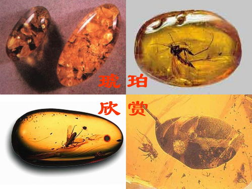 奇异的琥珀,奇异的琥珀琥珀的形成过程分为两大部分，一是什么二是什么