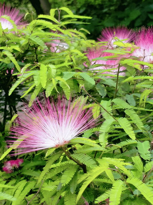 奇花异草的异,奇花异草的异的意思？
