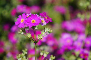 年年岁岁花相似的下一句,年年岁岁花相似下一句是什么?