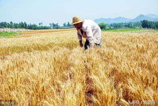 年轻的朋友麦子,农村有些农民，小麦收割后直接在地里就卖掉了，这是为何？