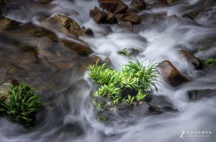 徘徊的意思,徘徊的意思