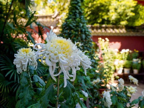 群芳吐艳,“群芳吐艳”什么意思