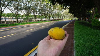 芒果街上的小屋,芒果街上的小屋主要内容是啥？简单些