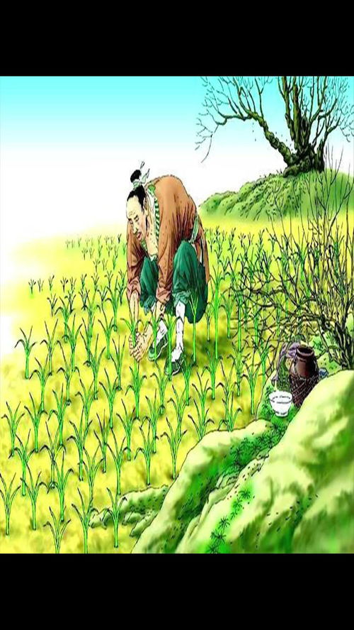 苗助长,什么苗助长