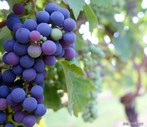 苹果等于7 葡萄等于5加苹果,苹果等于7 葡萄等于5+苹果 苹果等于1+香蕉 苹果+葡萄+香蕉等于多少