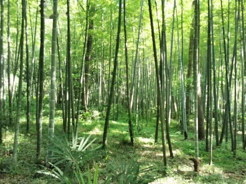 茂林修竹,茂林修竹的意思