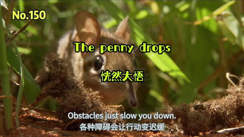 茅塞顿开的意思,茅塞顿开的意思是什么