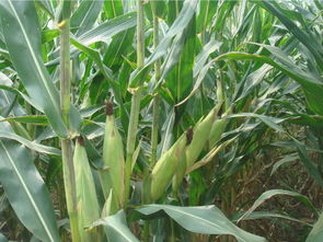 荃,荃怎么读什么意思