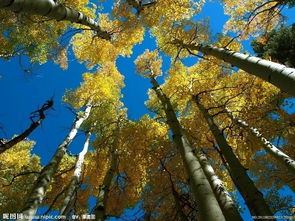 茅盾白杨礼赞,矛盾的《白杨礼赞》全文