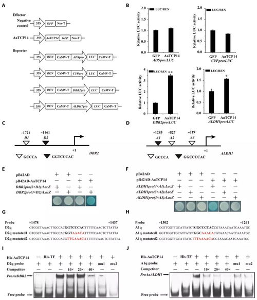 茉莉酮酸,食虫植物它的叶子像一个可以开合的贝壳打一植物