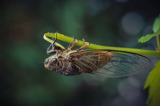 莫干山的蝉鸣,是什么现象引起了“我”对莫干山蝉鸣声的注意？用“＿”划出描写这一特点的句子并且缩写成“谁干什么”？