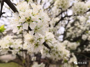 莫待花开空折枝,“花开堪折直须折莫待无花空折枝.”是什么意思整首诗是什么