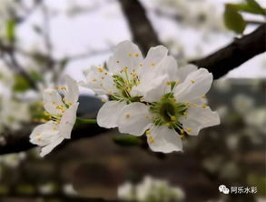 莫待花开空折枝,“花开堪折直须折莫待无花空折枝.”是什么意思整首诗是什么