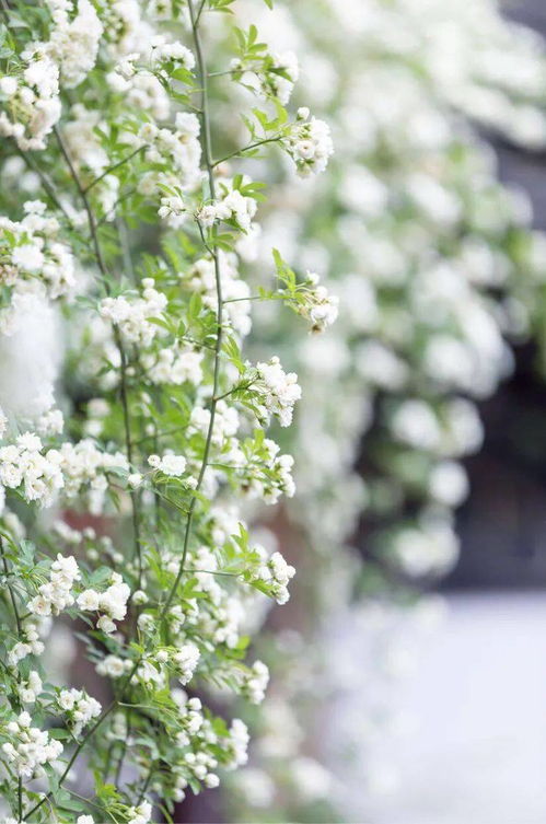 萍水相逢的意思,萍水相逢是什么意思