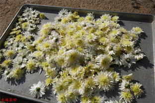 萋萋芳草春绿,萋萋芳草春绿落落长松夏寒、“夏寒”怎么理解