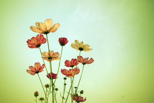 萍水相逢的意思,萍水相逢是什么意思