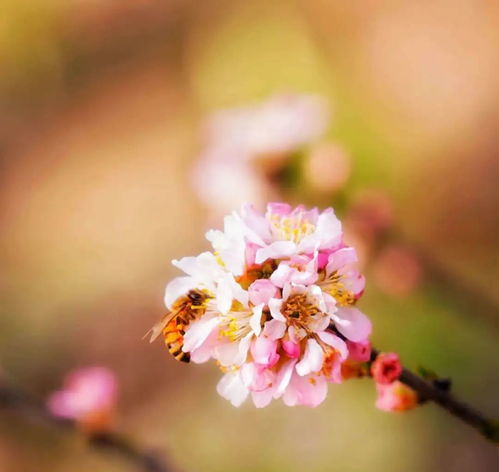 落花无意惹春风,落花无意惹春风是什么意思形容什么