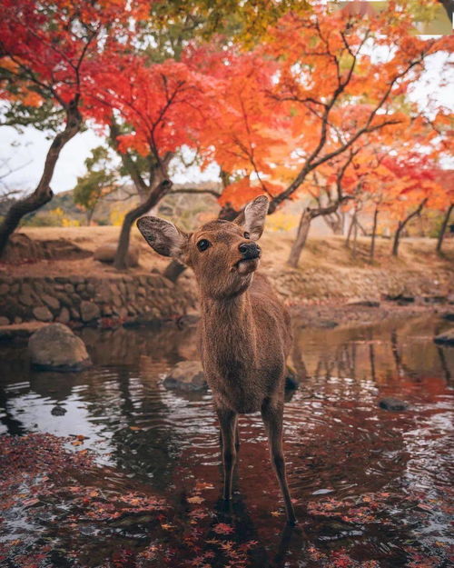 那年秋天,那年秋天 歌词