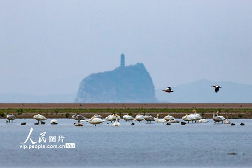 鄱阳湖恢复扩大 太空卫星可见,鄱阳湖恢复扩大，太空卫星可见，候鸟们是否可以安全越冬了？