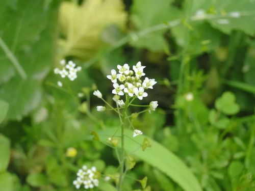 陌上柔桑破嫩芽,辛弃疾写的《鹧鸪天•陌上柔桑破嫩芽》？