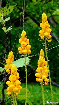 雀桥边野草花,朱雀桥边野草花全诗