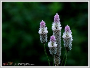 雀桥边野草花,朱雀桥边野草花全诗