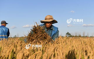 青岛试种海水稻,最新消息！袁隆平团队沙漠海水稻亩产超千斤！