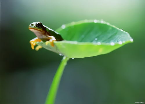 青草池塘处处蛙,“青草池塘处处蛙”的全诗是什么？