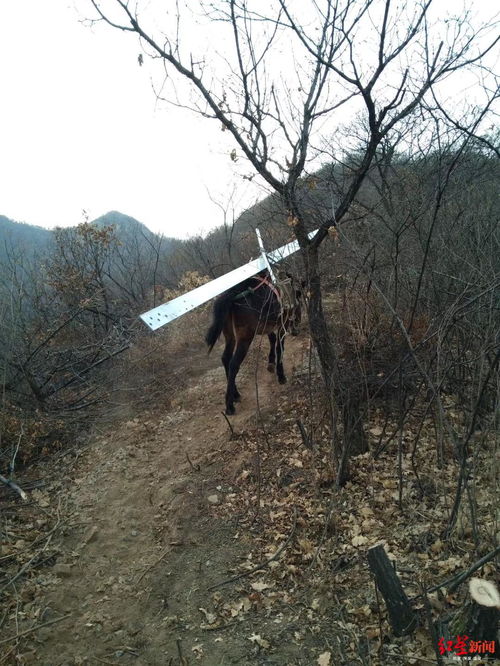 骡子和货物,骡子是什么 了解骡子的基本特征和用途？