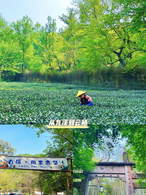 魅力春天,写一篇题目“和春天有约”和“魅力春天”的作文！！！