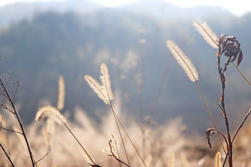 鲁迅 野草,鲁迅的《野草》全文