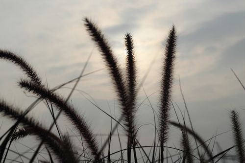 鲁迅 野草,鲁迅的《野草》全文